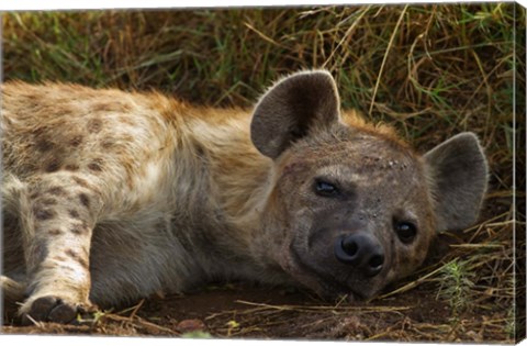 Framed Spotted Jackal resting, Maasai Mara National Reserve, Kenya. Print