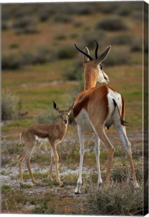 Framed Springbok fawn and mother, Etosha NP, Namibia, Africa. Print