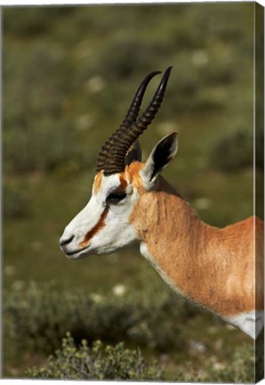 Framed Springbok, Antidorcas marsupialis, Etosha NP, Namibia, Africa. Print