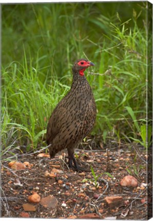 Framed Swainsons Spurfowl, Swainsons Francolin, Kruger NP, South Africa Print