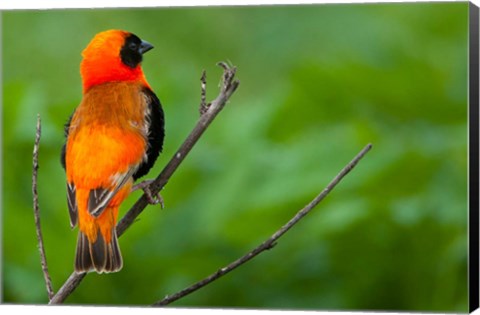 Framed Southern red bishop, Serengeti National Park, Tanzania Print