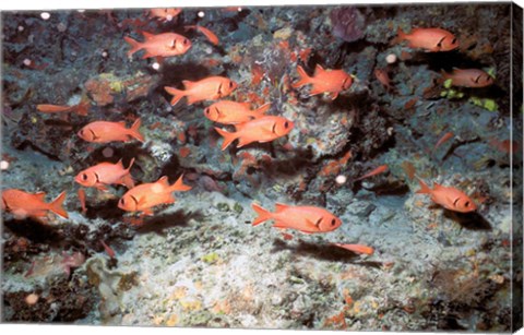 Framed Squirrel Fish, Astove Island, Seychelles, Africa Print