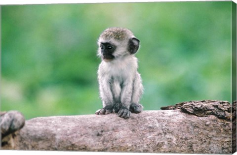 Framed Tanzania, Ngorogoro Crate, Wild vervet monkey baby Print