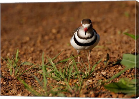 Framed Threebanded Plover, Mkuze Game Reserve, South Africa Print