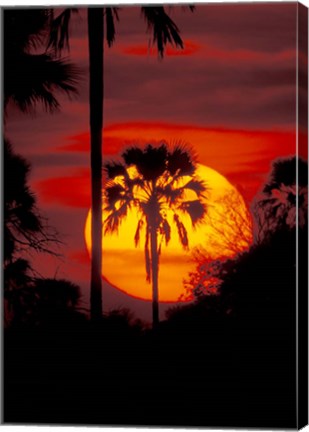 Framed Sunset and Palm, Ngamiland, Okavango Delta, Botswana Print