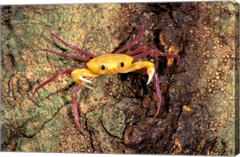 Framed Terrestrial Arboreal Crab, Ankarana Special Reserve, Madagascar Print