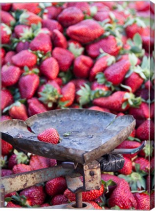 Framed Strawberries for sale in Fes medina, Morocco Print