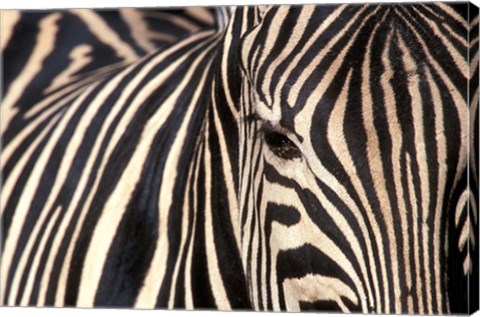 Framed Tight Portrait of Plains Zebra, Khwai River, Moremi Game Reserve, Botswana Print