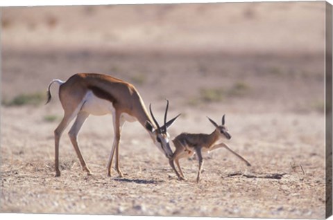 Framed Springbok Mother Helps Newborn, Kalahari Gemsbok National Park, South Africa Print