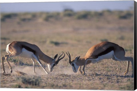 Framed Springbok Sparring, Etosha National Park, Namibia Print