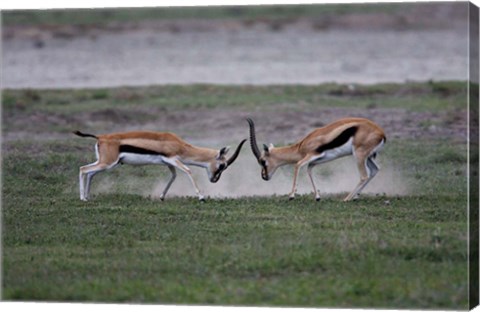 Framed Thomson&#39;s Gazelles Fighting, Tanzania Print