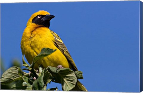 Framed Speke&#39;s Weaver, Tanzania Print