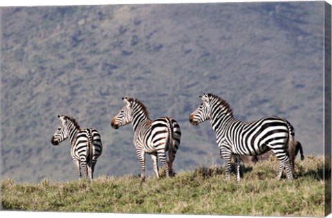 Framed Three Zebras Watch a Lion Approach, Tanzania Print