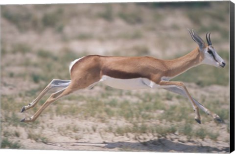 Framed Springbok Running Through Desert, Kgalagadi Transfrontier Park, South Africa Print