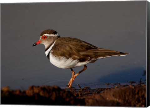 Framed Wading Threebanded Plover, South Africa Print