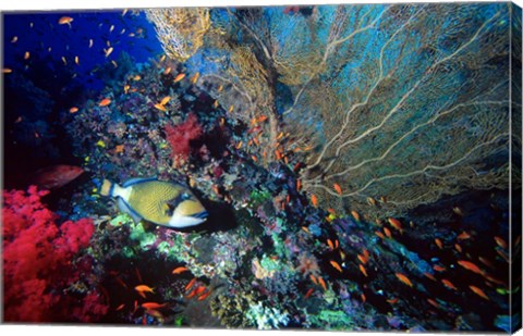 Framed Titan Triggerfish, Red Sea, Egypt Print