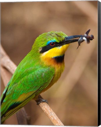 Framed Tanzania, Lake Manyara NP, Bee-eater tropical bird Print