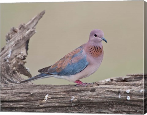 Framed Tanzania, Laughing Dove bird, Ngorongoro Print