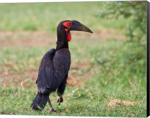 Framed Tanzania, Southern Ground Hornbill bird Print