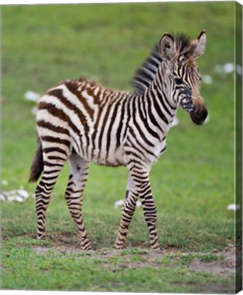 Framed Tanzania, Zebra, Ngorongoro Crater, Conservation Print