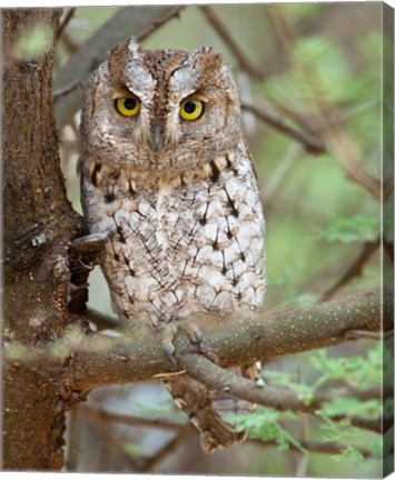 Framed Tanzania. African Scops Owl at Tarangire NP. Print