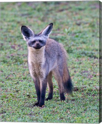 Framed Tanzania. Bat-Eared Fox, Ngorongoro Conservation Print