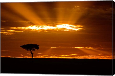 Framed Sunrise, Maasai Mara, Kenya Print