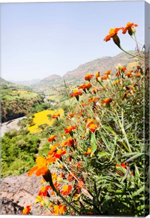 Framed Tagetes plants and landscape, Ethiopia Print