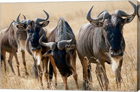 Framed Tanzania, Ngorongoro Crater, Wildebeest wildlife Print