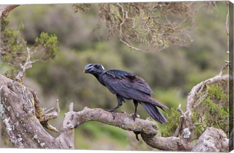 Framed Thick-billed raven bird in the highlands of Ethiopia Print