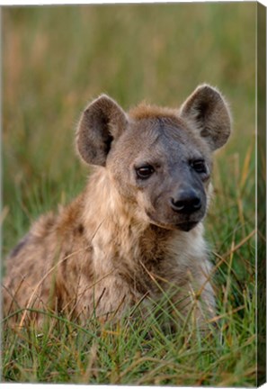 Framed Spotted Hyena, Mombo Area, Chief&#39;s Island, Okavango Delta, Botswana Print