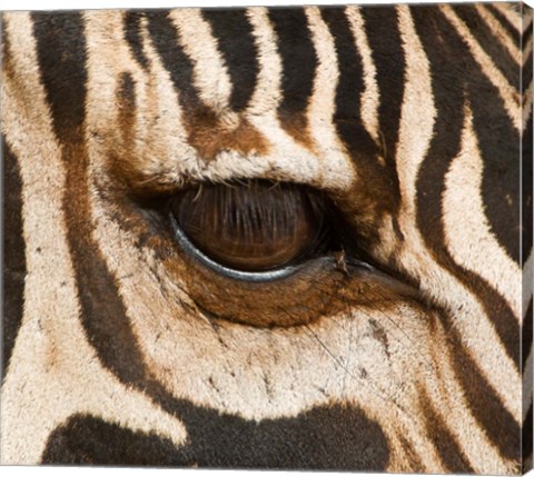 Framed Tanzania, Tarangire National Park, Common zebra eye Print
