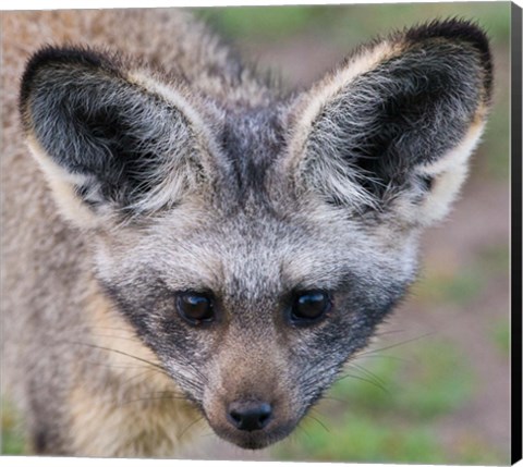 Framed Head of Bat-Eared Fox, Ngorongoro Conservation Print