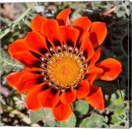 Framed Close up of a Spring flower, South Africa Print