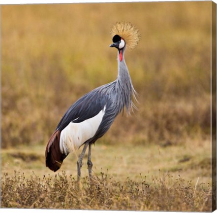 Framed Tanzania, Black Crowned Crane, Ngorongoro Crater Print