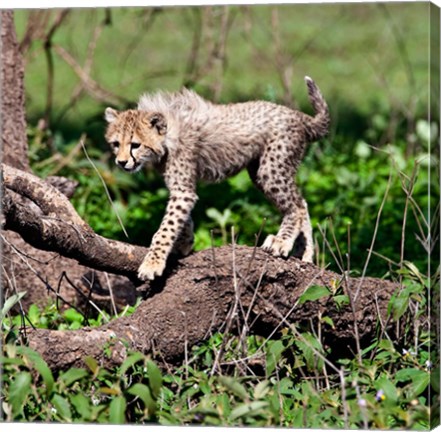 Framed Tanzania, Ndutu, Ngorongoro Conservation, Cheetah Print