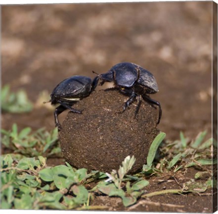 Framed Tanzania, Ndutu, Ngorongoro, Dung Beetle insects Print