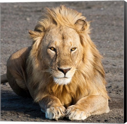 Framed Tanzania, Ngorongoro Conservation Area, Lion Print