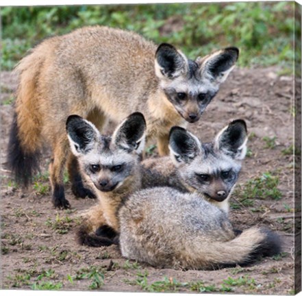 Framed Three Bat-Eared Foxes, Tanzania Print