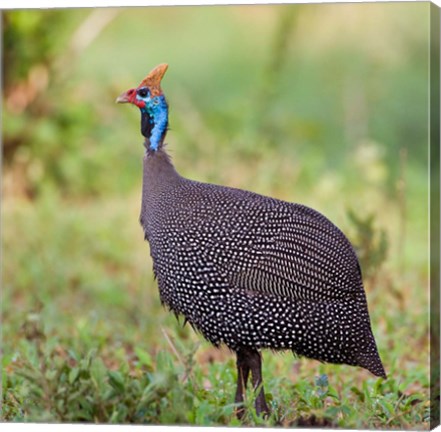 Framed Tanzania. Helmeted Guineafowl at Tarangire NP. Print