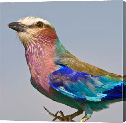 Framed Lilac-breasted Roller Bird Print