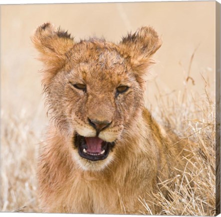 Framed Tanzania. Lion cub after kill in Serengeti NP. Print