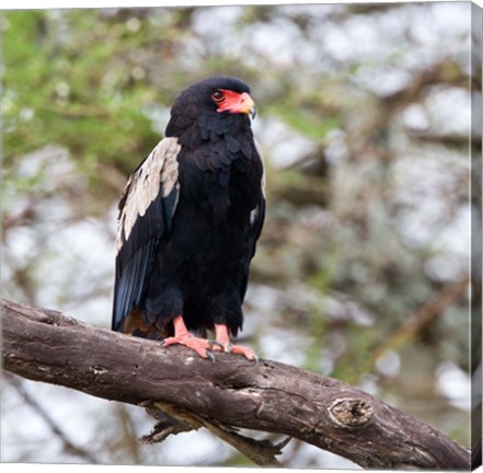 Framed Tanzania. Male Bateleur Eagle at Tarangire NP. Print