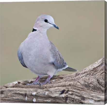 Framed Tanzania. Ring-Necked Dove, Ndutu, Ngorongoro Print