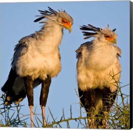 Framed Tanzania. Secretary Birds, Ndutu, Ngorongoro Print