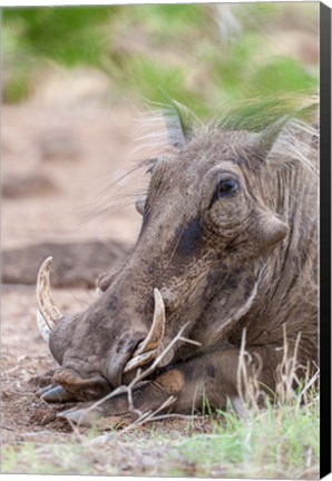 Framed Warthog, Tsavo-West, Kenya Print