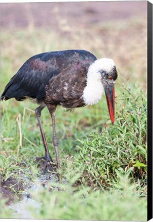 Framed Woolly-necked Stork foraging. Maasai Mara, Kenya, Africa. Print