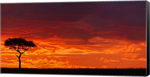 Framed Umbrella Thorn Acacia against a Red Sky, Kenya Print