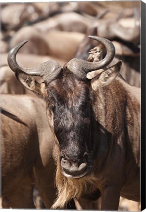 Framed White-bearded Wildebeest, Masai Mara Game Reserve, Kenya Print