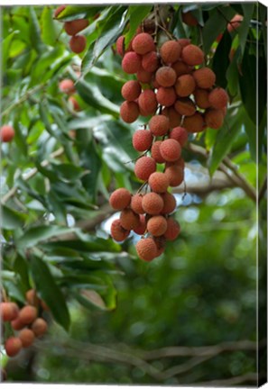 Framed Tropical Litchi Fruit On Tree, Reunion Island, French Overseas Territory Print